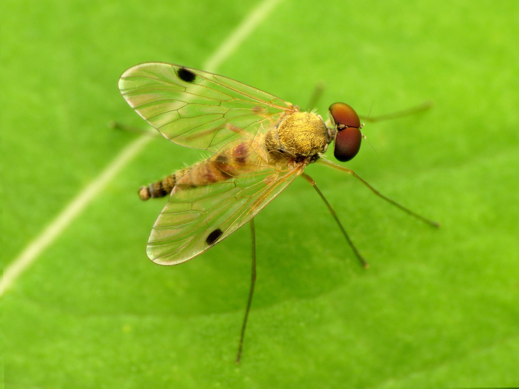 Chrysopilus modestus