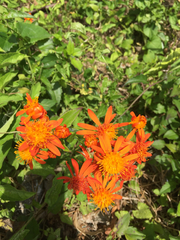 Pseudogynoxys chenopodioides