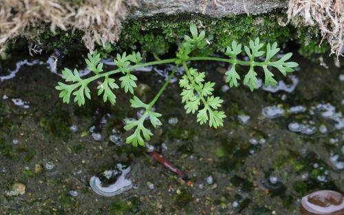 Image of Button Burweed (Soliva anthemifolia) by no rights reserved