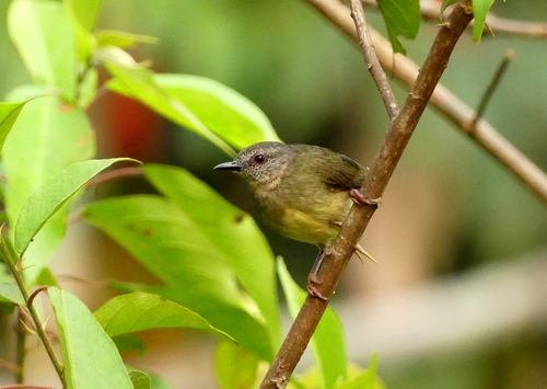 iNaturalist image
