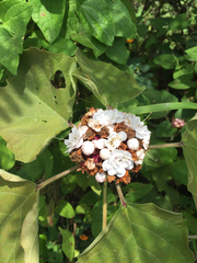 Clerodendrum chinense