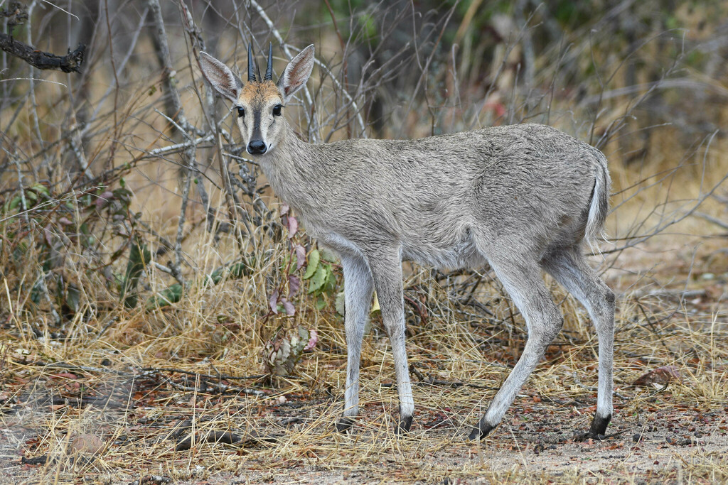 Sylvicapra grimmia caffra, Sabie Park, 1260, South Africa, by Heinrich Human