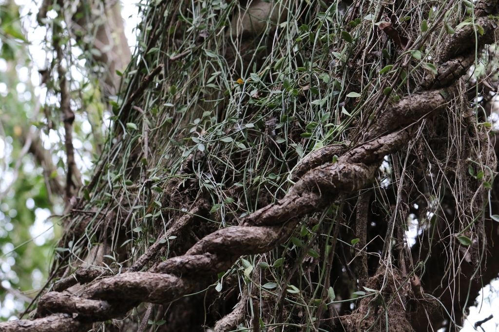 Dischidia chinensis; photograph author not stated, no rights reserved