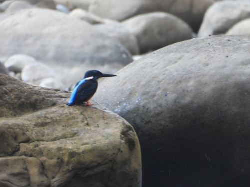Herkuleseisvogel (Alcedo hercules)