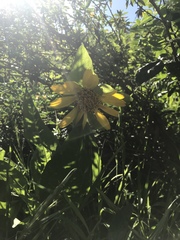 Wyethia glabra