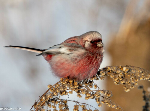 Long-tailed Rosefinch