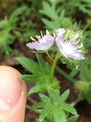 Phacelia purshii