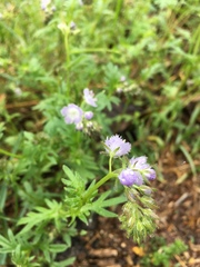 Phacelia purshii