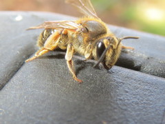 Andrena