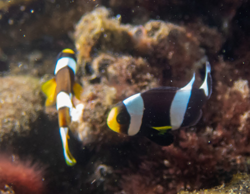 Saddleback Anemonefish (Amphiprion polymnus)
