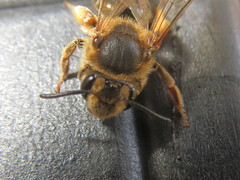 Andrena