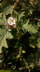 Solanum campechiense