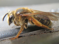 Andrena