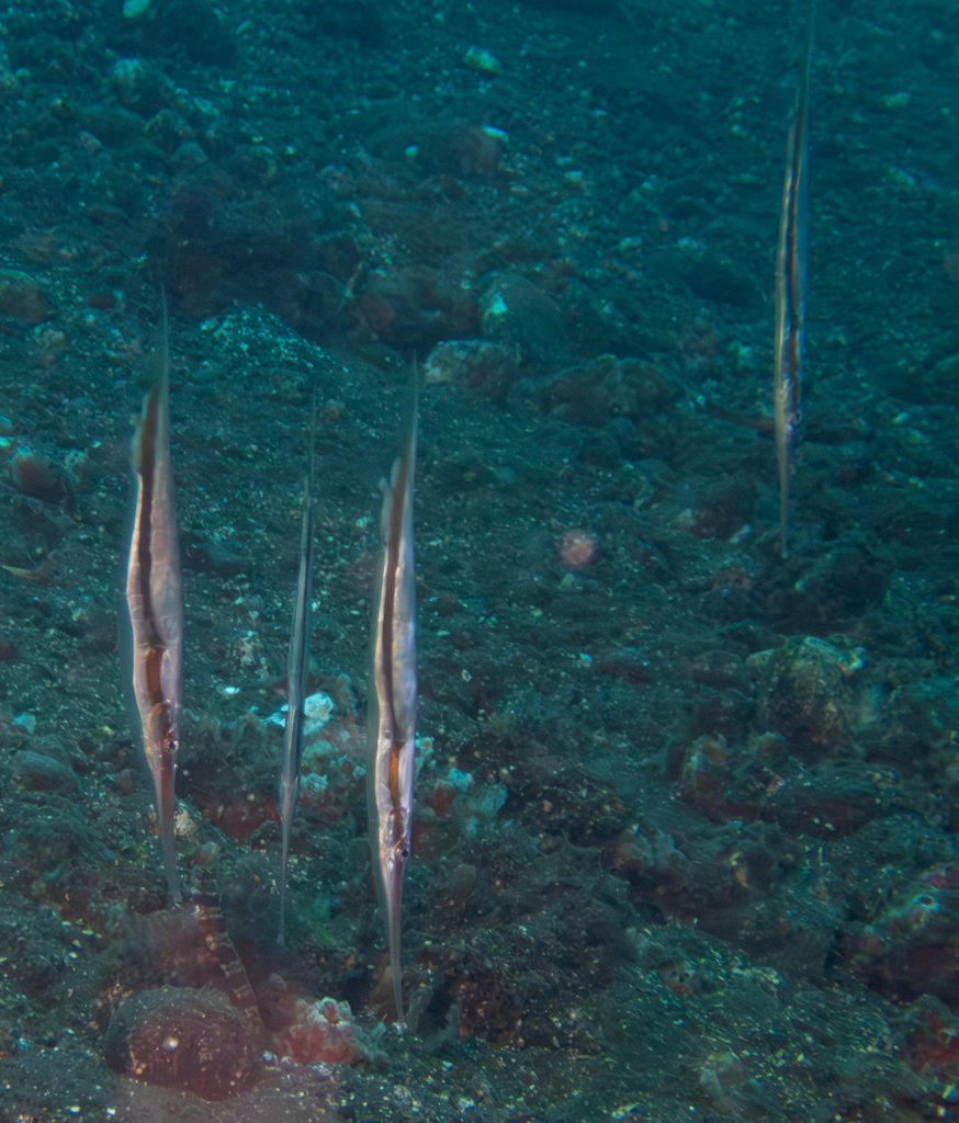 Grooved razorfish