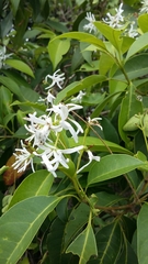 Chionanthus domingensis