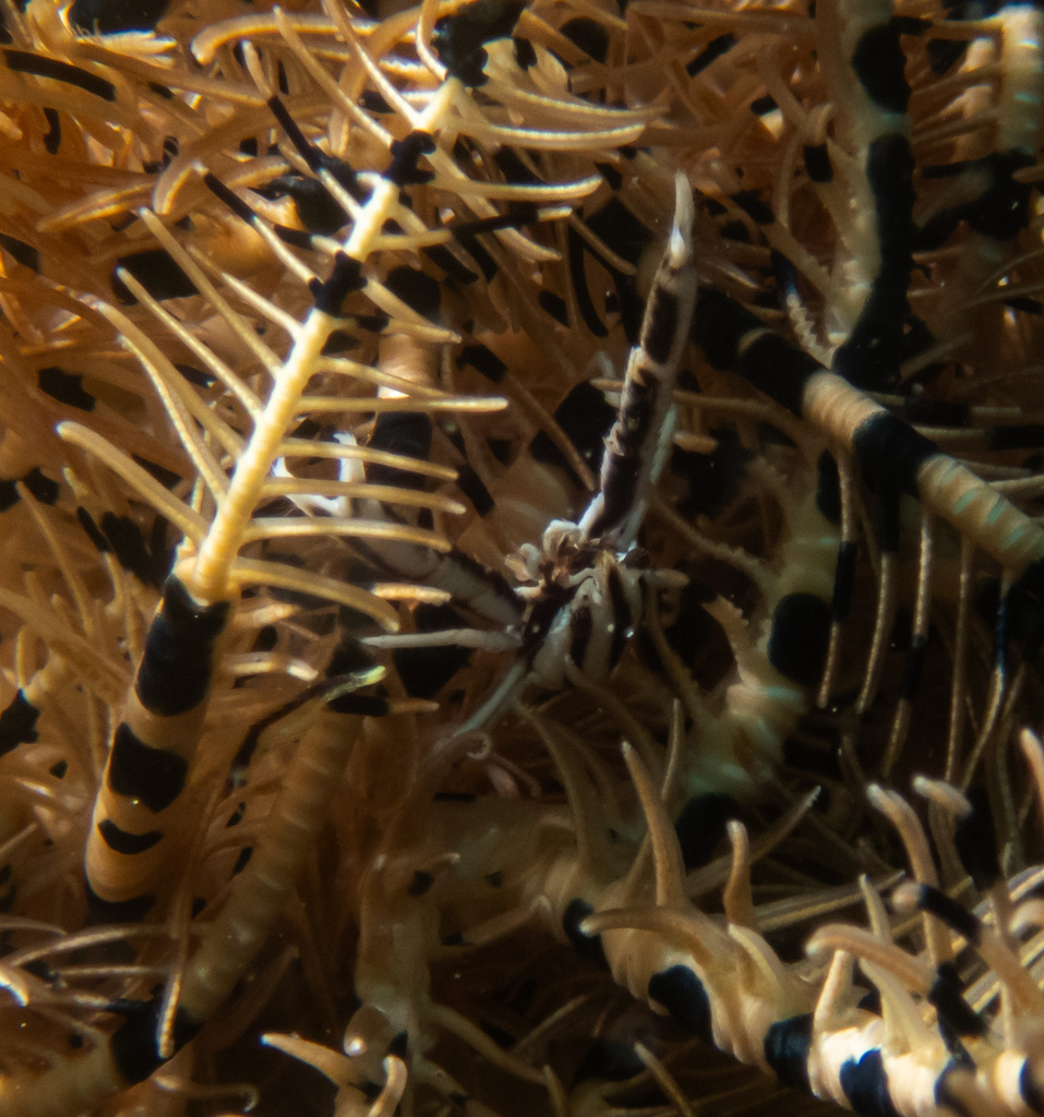 Elegant Squat Lobster