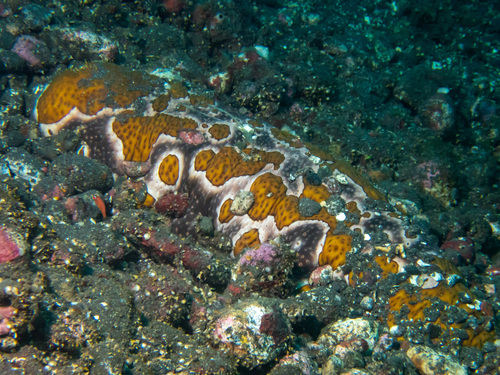 Leopard Sea Cucumber (Bohadschia argus)