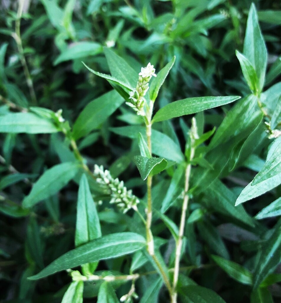 Creeping Knotweed from Tarana NSW 2787, Australia on January 20, 2024 ...