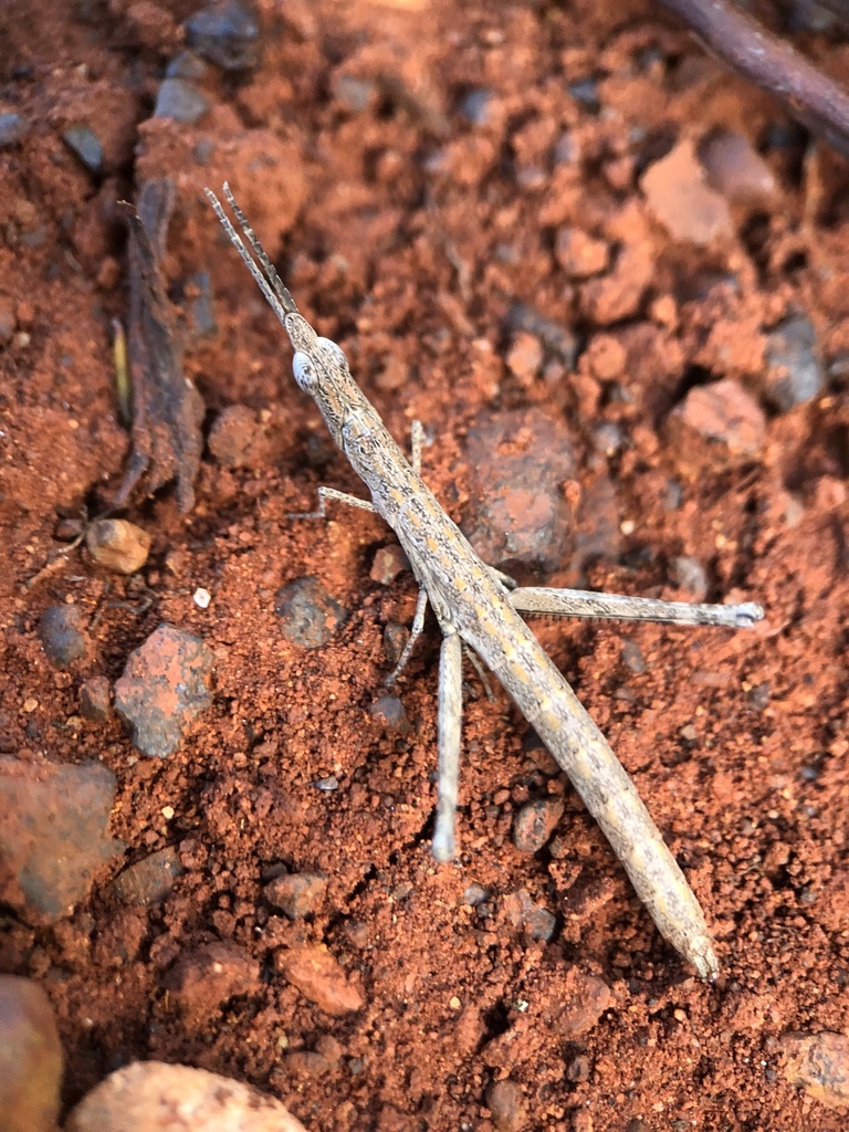 Prorifera sagittifera