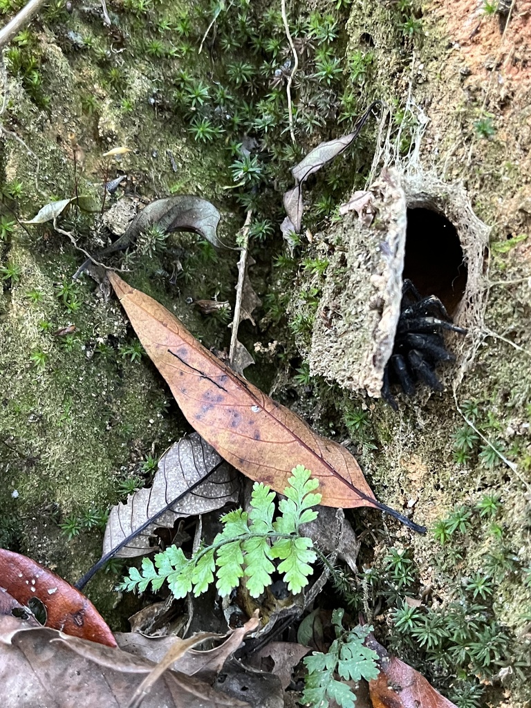 Basal Segmented Spiders In January 2024 By Ayuwat INaturalist   Large 