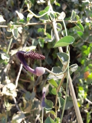 Aristolochia taliscana