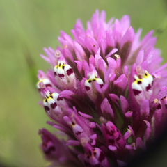 Castilleja densiflora