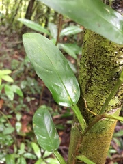 Philodendron aurantiifolium