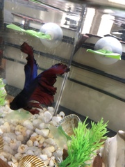 Betta