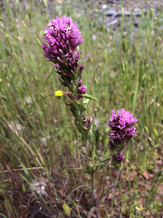 Castilleja densiflora
