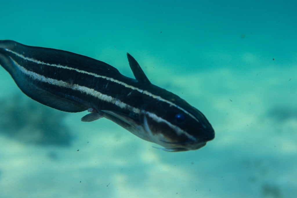 Striped Eel Catfish from Cronulla NSW 2230, Australia on January 21