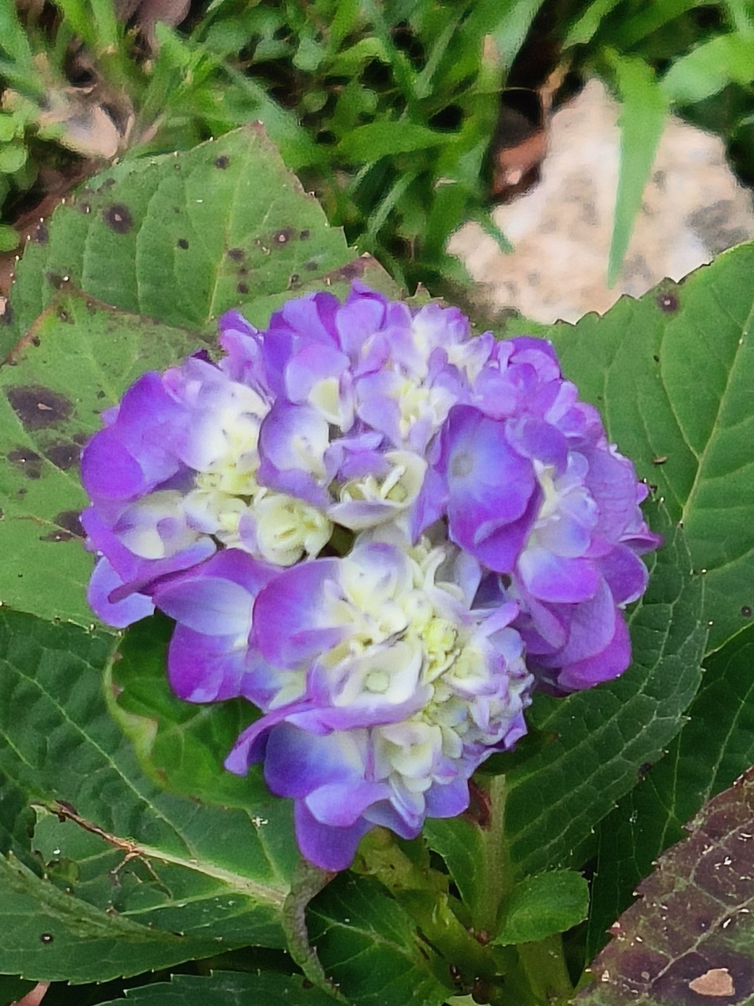 Imagem de Hortênsia