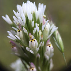 Castilleja densiflora