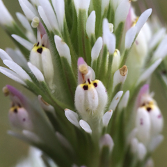 Castilleja densiflora