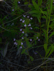 Hedeoma acinoides