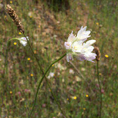 Dipterostemon capitatus