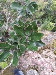 Allom's daisy bush (Olearia allomii)