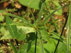 Cyperus laxus