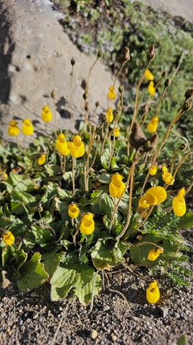 Image of Calceolaria biflora by (c) dante borzone, some rights reserved (CC BY)