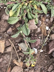 Anthyllis circinnata