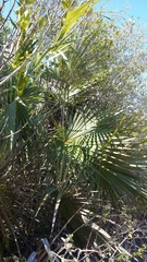 Coccothrinax alta