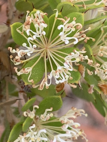 Hakea ruscifolia