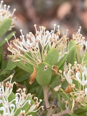 Mark Cliff, CC BY, iNaturalist via GBIF Hakea ruscifolia, photograph Mark Cliff, CC BY, iNaturalist via GBIF