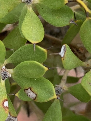 Hakea ruscifolia, photograph 2