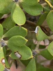 Mark Cliff, CC BY, iNaturalist via GBIF Hakea ruscifolia, photograph Mark Cliff, CC BY, iNaturalist via GBIF