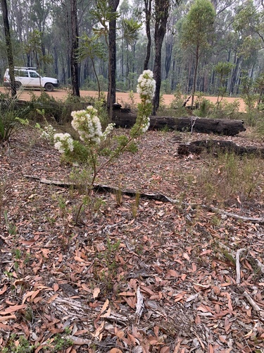 Hakea ruscifolia, photograph 3