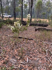 Mark Cliff, CC BY, iNaturalist via GBIF Hakea ruscifolia, photograph Mark Cliff, CC BY, iNaturalist via GBIF