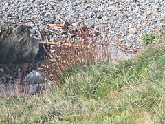 Armeria maritima californica