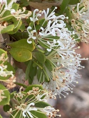 Mark Cliff, CC BY, iNaturalist via GBIF Hakea ruscifolia, photograph Mark Cliff, CC BY, iNaturalist via GBIF