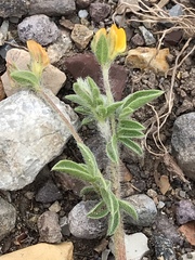 Anthyllis circinnata