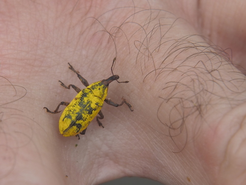 Ileomus romei